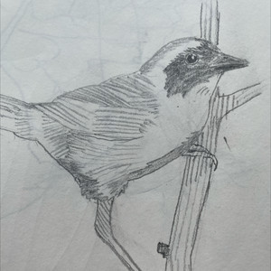 Bird Song #2 (Know About Sound)