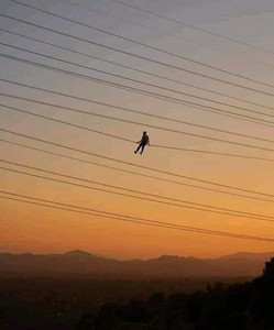 hanging on a powerline during sunset cover