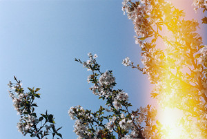 [gold] playlist cover