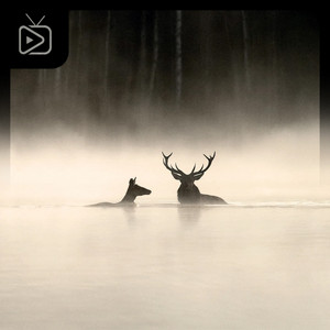 Whispers in the Woods Soundtrack