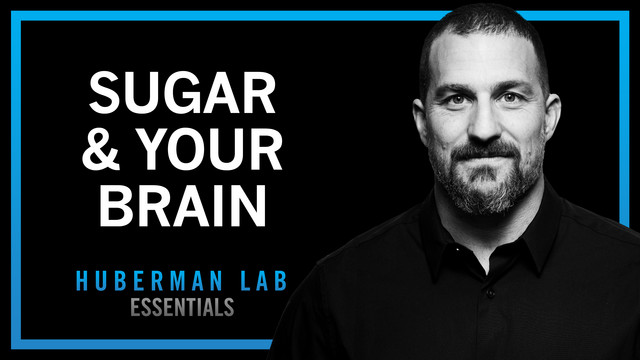 andrew huberman acetyl l carnitine Huberman Lab
