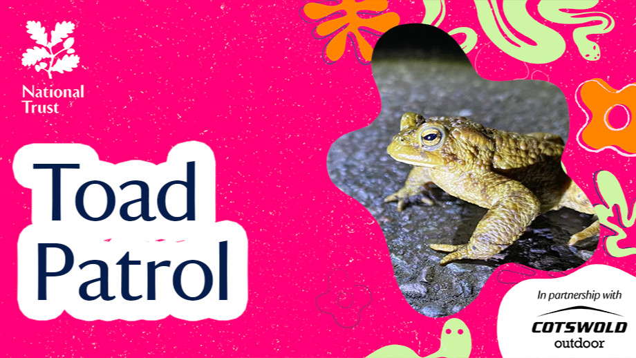 Toad Patrol | The Perilous Path - Wild Tales | Nature Podcast | Podcast ...