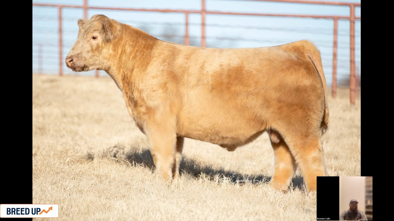 Brandon Callis, BKC Livestock - Chute Side | Podcast on Spotify