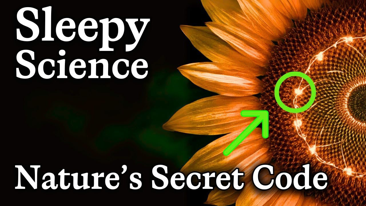 Why Nature Loves Fibonacci Numbers | No Adverts - Sleepy Science ...